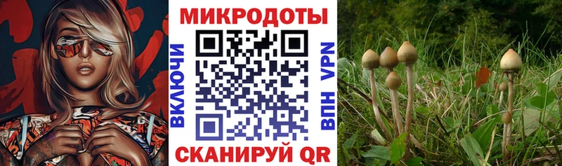 где продают   Топки  Псилоцибиновые грибы мицелий 